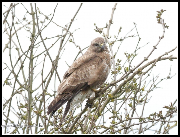 Buse variable